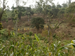 V-World Farm, February 2013.