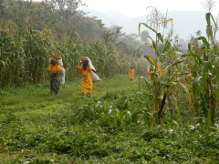 Farmers working at the V-World Farm, February 2013.