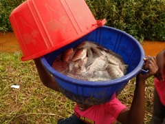 Tilapia caught at the V-World Farm, February 2013.